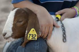 Kids & Animals . . .4-H Program Provides A Good Opportunity