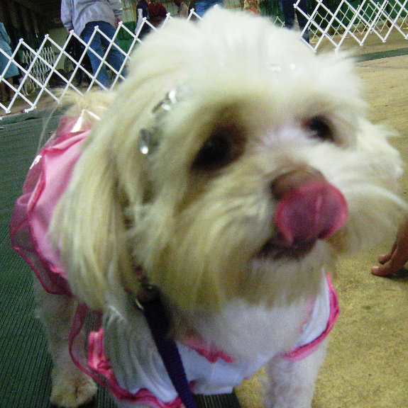 This dog and Cumberland County 4-H members are preparing for the dog costume class at the 4-H Dog Extravaganza set for Saturday, April 2, 9:00 AM – 3:00 PM at the Cumberland County Fairgrounds located at 3001 Carmel Road in Millville