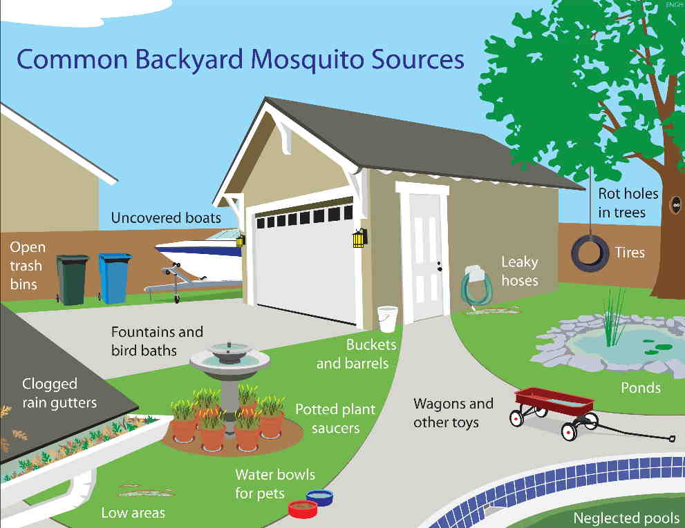 Common Backyard Mosquito Sources