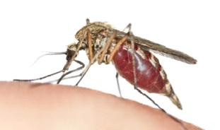Mosquitoes have six legs. They also have a head, thorax and abdomen.