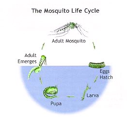 Mosquito Life Cycle